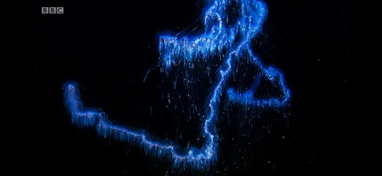 Giant siphonophore (Praya dubia) as shown in Blue Planet II - The Deep